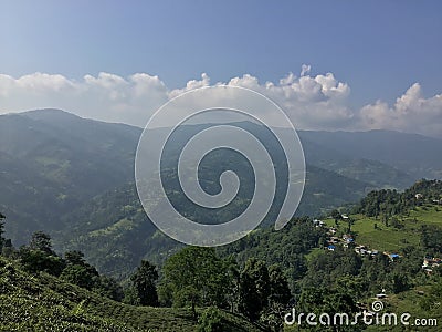 Tea garden and natural beauty of environmental cleanness. Stock Photo