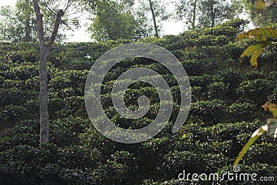 Tea garden at Sylhet hill tracts Stock Photo
