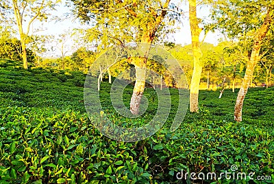 Tea Garden in Sylhet Stock Photo