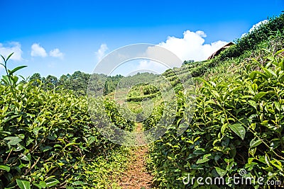 Tea gardens and blue sky. Stock Photo