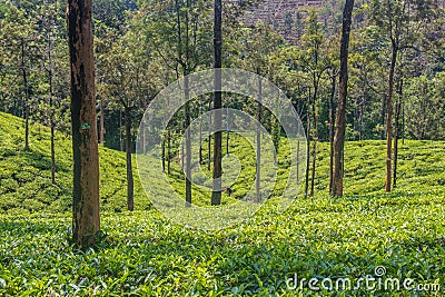 Tea gardens or tea estates at ooty hill station with beautiful clouds Stock Photo