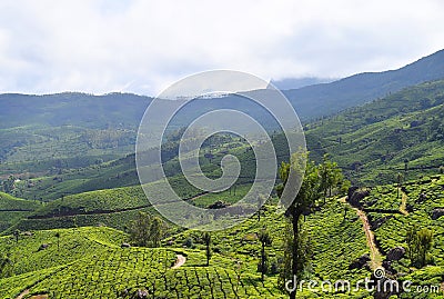 Tea Gardens, Green Hills, and Blue Sky - Lush Green Natural Landscape in Munnar, Idukki, Kerala, India Stock Photo