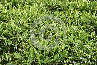 Tea Gardens in India Stock Photo