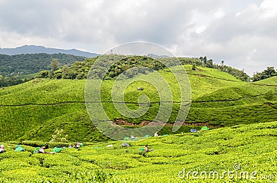 Tea Gardens at Munnar, Editorial Stock Photo