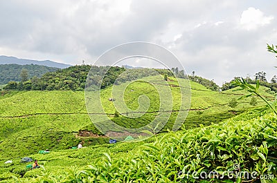 Tea Gardens at Munnar, Editorial Stock Photo