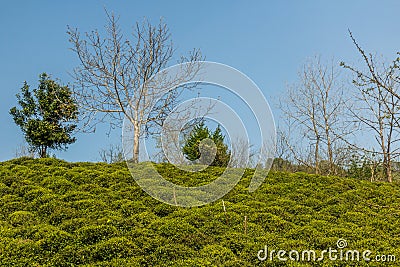 Tea gardens near Lahijan, Gilan province, Ir Stock Photo