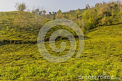 Tea gardens near Lahijan, Gilan province, Ir Stock Photo