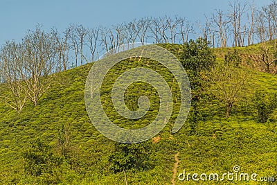 Tea gardens near Lahijan, Gilan province, Ir Stock Photo