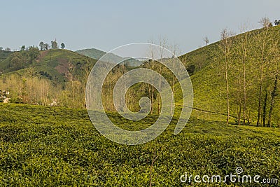 Tea gardens near Lahijan, Gilan province, Ir Stock Photo