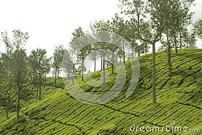 Tea gardens at ooty Stock Photo