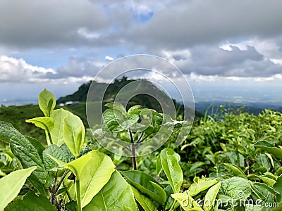 Tea gardens are seen from the top of the hill in Keminung in Karanganyar in Central Java, Indonesia. Stock Photo