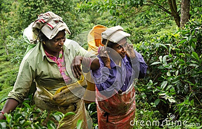 Tea harvest in Ella, Sri Lanka Editorial Stock Photo