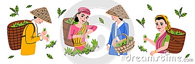 Tea Harvest with Indian and Chinese Man and Woman Gather Green Leaf in Basket on Plantation Vector Set Vector Illustration