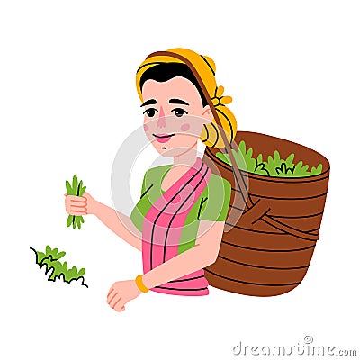 Tea Harvest with Indian Woman Gather Green Leaf in Basket on Plantation Vector Illustration Stock Photo