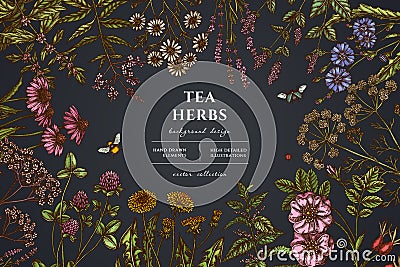 Tea herbs hand drawn illustration design. Background with vintage chamomile, mint, chicory, etc. Vector Illustration