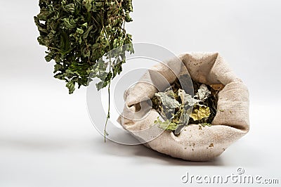 Tea herbs Stock Photo