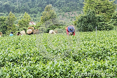 Tea Hill, Bao Loc, Lam Dong, Vietnam Editorial Stock Photo