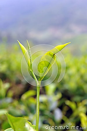 Tea leaf Stock Photo