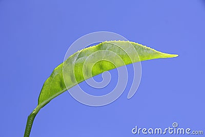 Tea leaf on blue sky Stock Photo