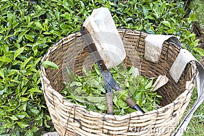 Tea Leaf Cutter and Basket Stock Photo