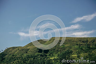 Tea leafs harvesting mountain plantation, view to landscape Stock Photo