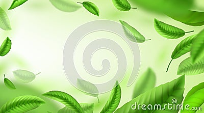 Tea leaves background. Realistic green falling and whirling leaves, banner for advertising and packaging design. Vector Vector Illustration