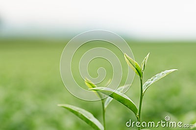 The tea leaves grow in the middle of the tea plantation. the new shoots are soft shoots. Water is a healthy food and drink. as ba Stock Photo