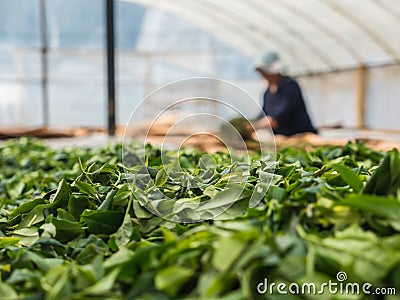 Natural tea leaves in dome Stock Photo