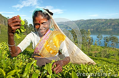 Tea picker at a plantation in Sri Lanka Stock Photo