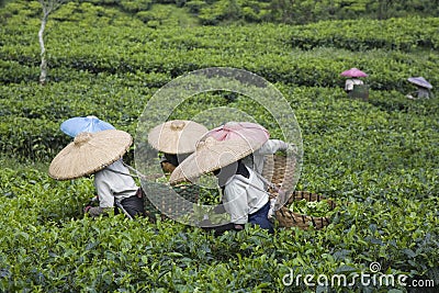 Tea pickers Stock Photo