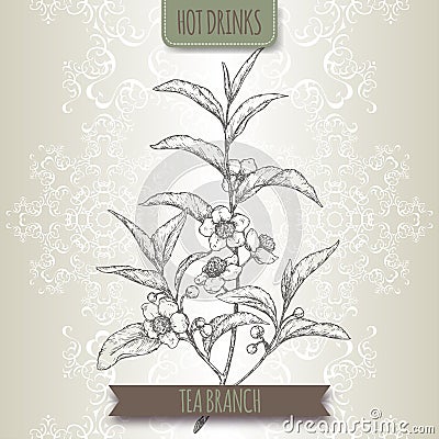 Tea plant aka tea Camellia sinensis branches with leaves and flowers. Vector Illustration