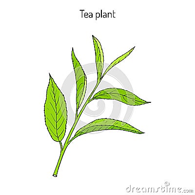 Tea plant Camellia sinensis Vector Illustration