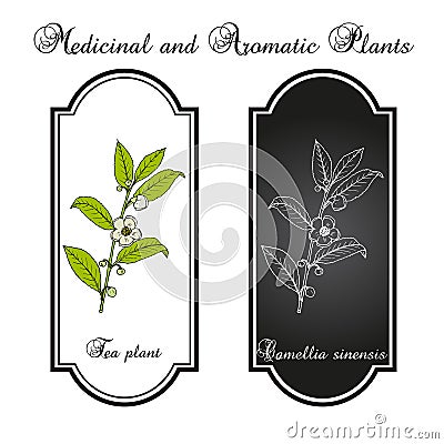 Tea plant Camellia sinensis . Hand drawn vector illustration Vector Illustration