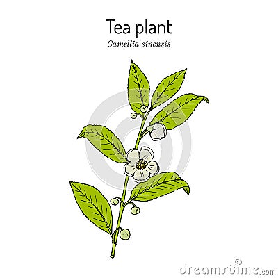 Tea plant Camellia sinensis . Vector illustration Vector Illustration