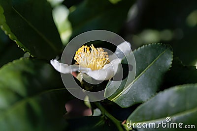 Tea plant flower, Camellia sinensis Stock Photo