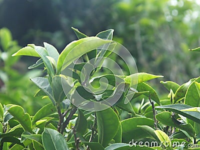 Tea Plant Stock Photo