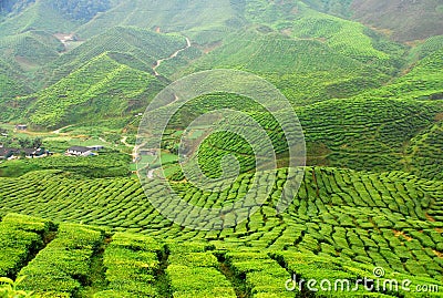 Tea Plantation Stock Photo