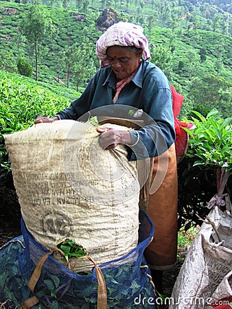 Tea plantation Editorial Stock Photo