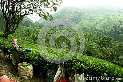 Tea plantation Editorial Stock Photo