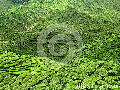 Tea plantation Stock Photo