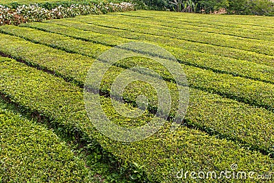 Tea plantation beds close-up Stock Photo