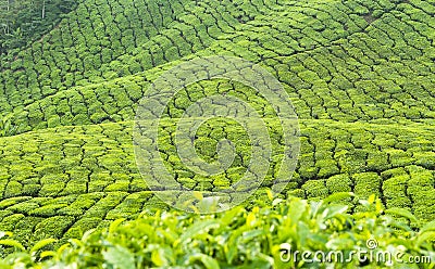 Tea plantation Stock Photo