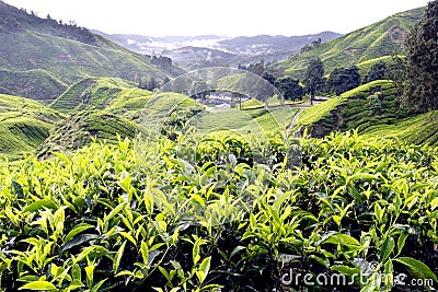 Tea Plantation, Cameron Highlands, Pahang Stock Photo