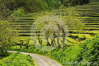 Tea Plantation at Cha Gorreana on Sao Miguel Island Stock Photo