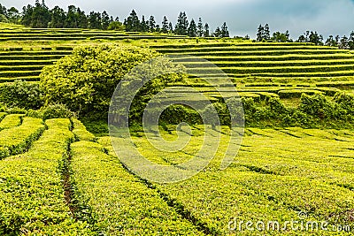 Tea Plantation at Cha Gorreana on Sao Miguel Island Stock Photo