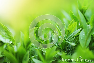 Tea plantation close up background Stock Photo