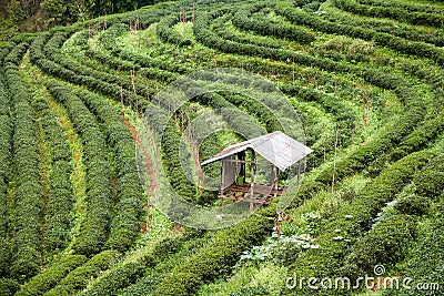 Tea plantation in the Doi Ang Khang, Chiang Mai, Thailand Stock Photo
