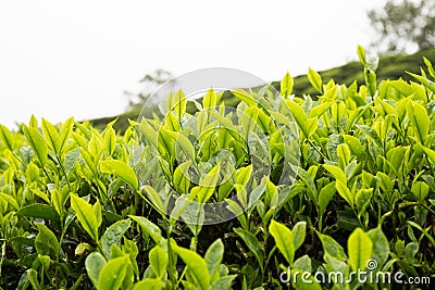 Tea plantation with focus on tea leaf shoots Stock Photo
