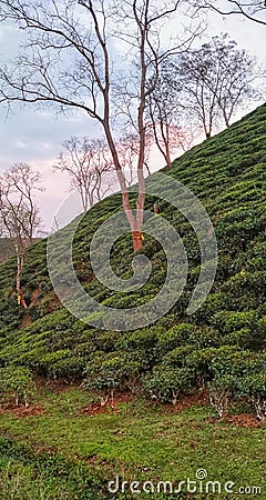 Tea plantation in Guwahati,Assam, India Stock Photo