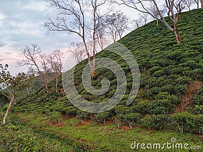 Tea plantation in Guwahati,Assam, India Stock Photo